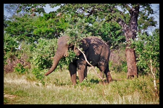 Elephant in Hwange National Park, Zimbabwe
