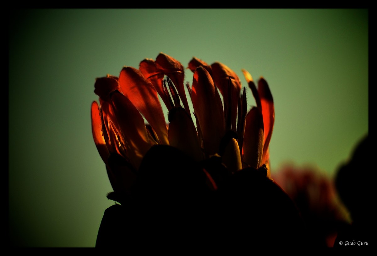 Protea at World's View, Nyanga, Manicaland, Zimbabwe