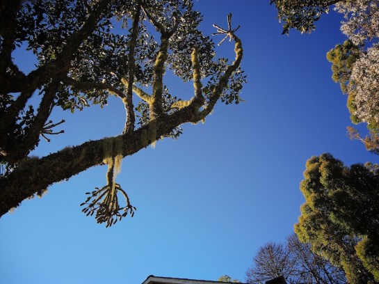 Treescape in Hornbydale Garden