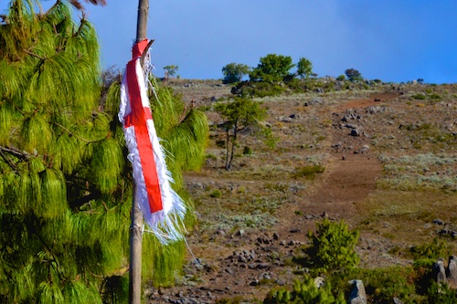 Hornbydale fireguard