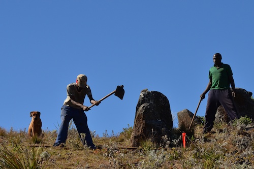 Clearing the fireguard