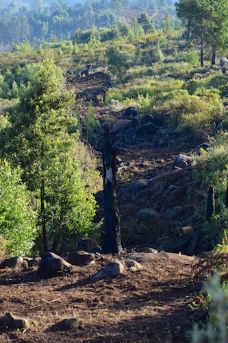 Hornbydale northern fireguard