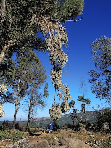 Wind damaged gum branch