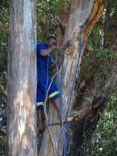 Tendai making rope holds in gum tree