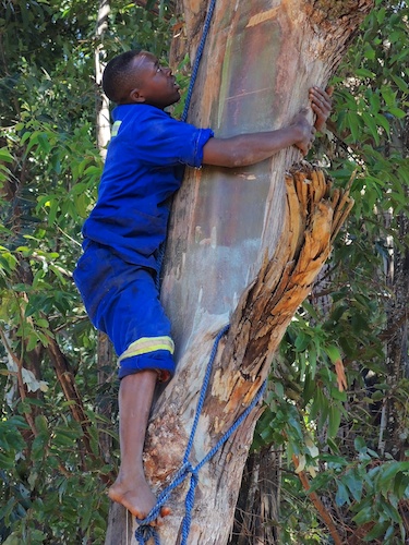 Tendai using rope to shin up gum tree