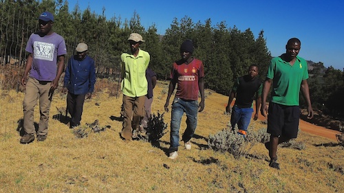 Looking at veld fence