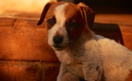 The Big Five of&nbsp;Africa