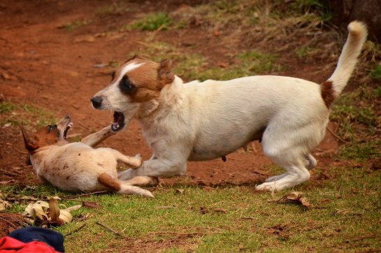 Tough love from Petra