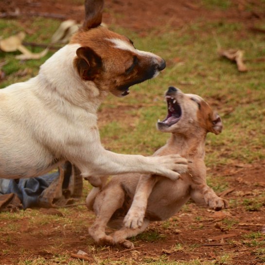 Tough love from Petra