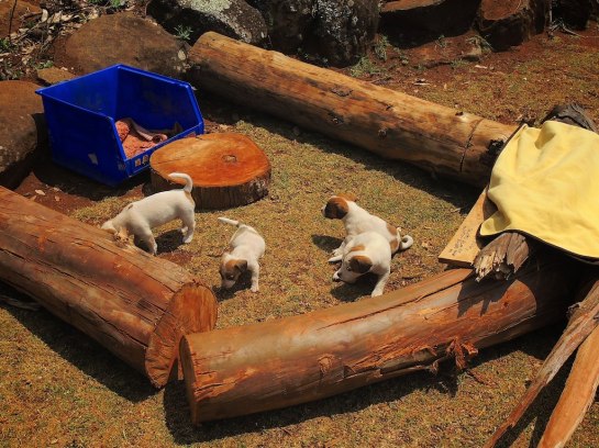 Our play pen outside