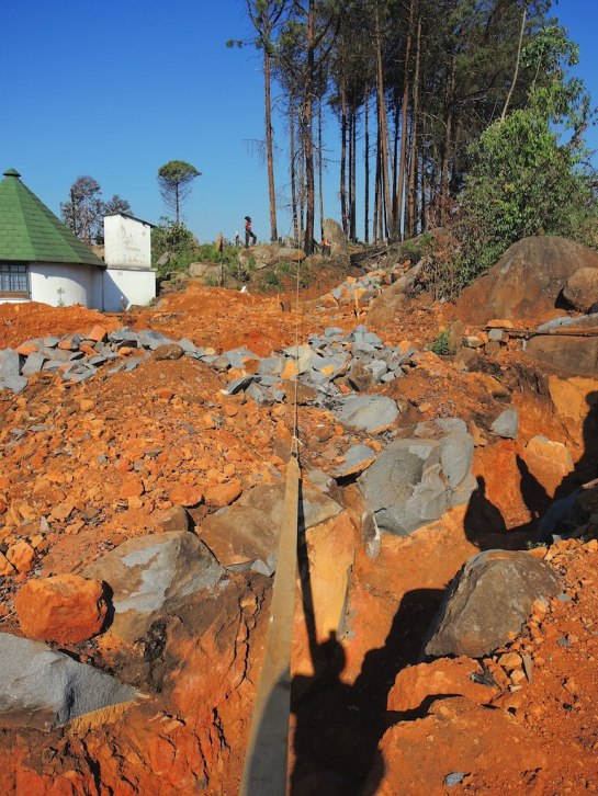 If this tree was to fall down...