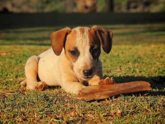Carbon relaxing with a bone