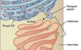 Humans enact the function of PTP-MEG2 in secretory-vesicle fusion with the plasma&nbsp;membrane