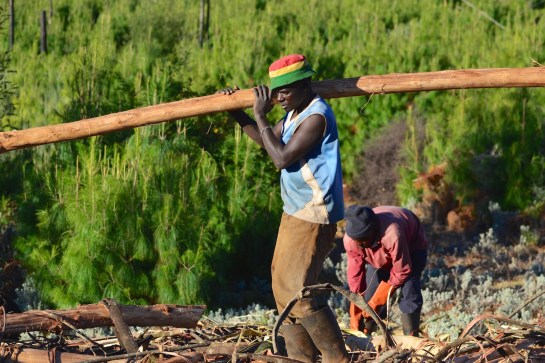 Wattle pole before drying