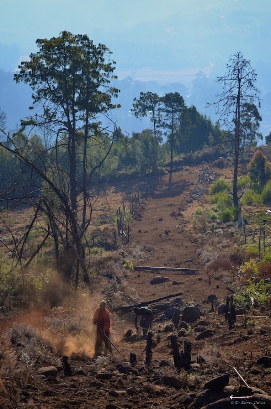 Hornbydale fireguard