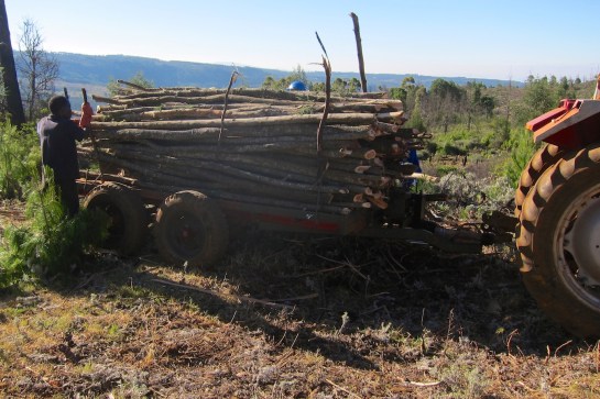 Arriving at their temporary resting place  to be skinned