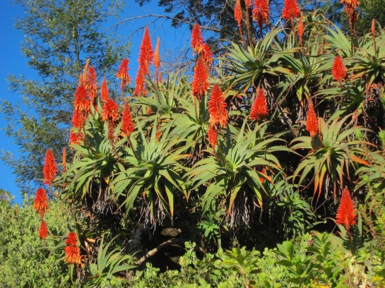 Aloe arborescens blooming on Hornbydale