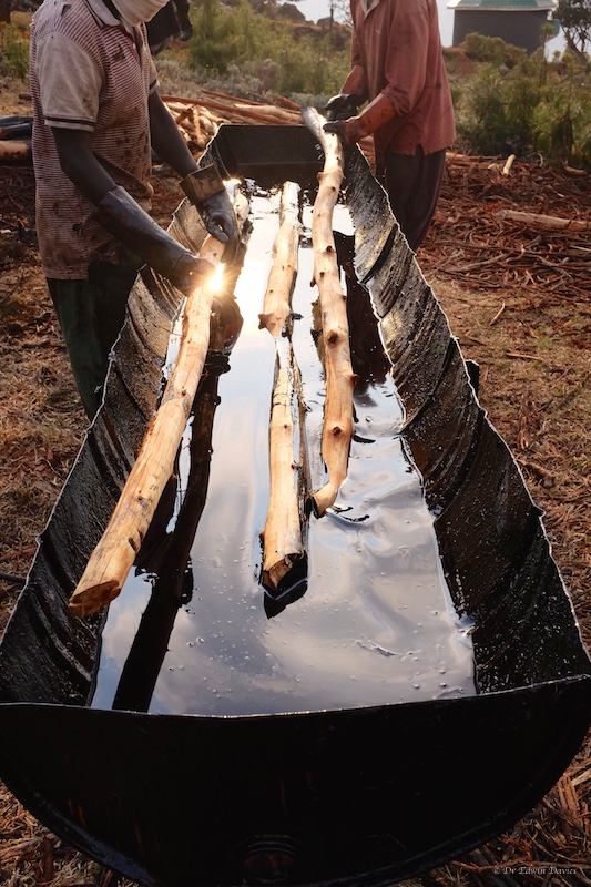 Poles dipped in carbolinium