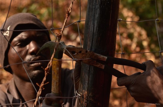 Ramius nailing while the end of the fence is stretched strand by strand