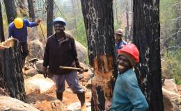 Tree clearing C to&nbsp;B