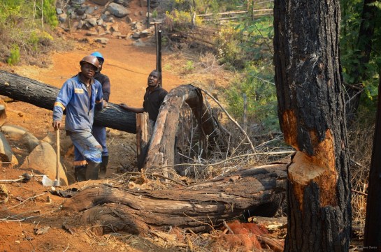 Watching the see when the tree will go