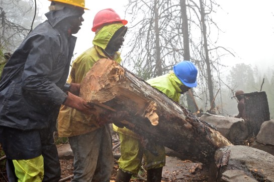 Saving the log for fire wood later