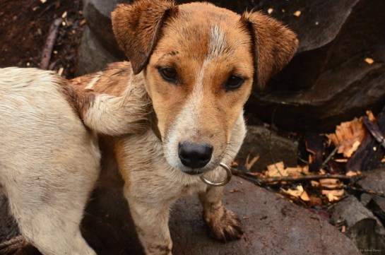 Hamlet the Jack Russell