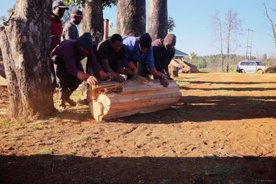 Very heavy wood logs