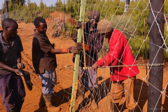 George attaching the fence puller to the fence grabber