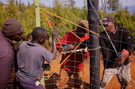 Manually helping the fence puller create that tension
