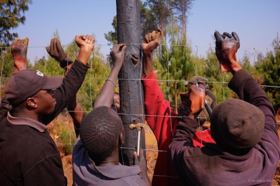 Hold the tensioned fence against each post