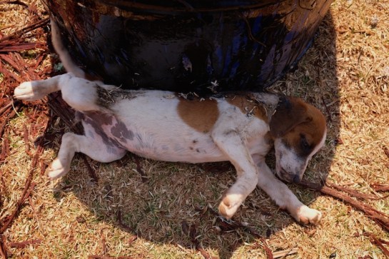 Tarred and feathered