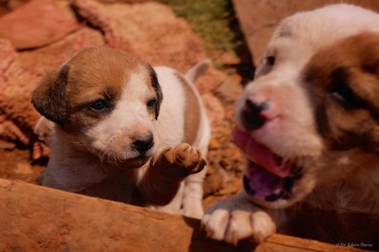 New litter of Jack Russell puppies