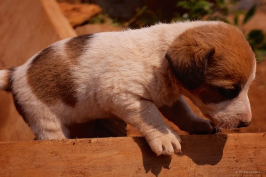 New litter of Jack Russell puppies