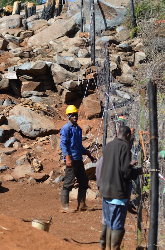 And what a job they have done - look at the poise in that fence