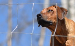 The All Zimbabwe Adventure Fencing&nbsp;Open