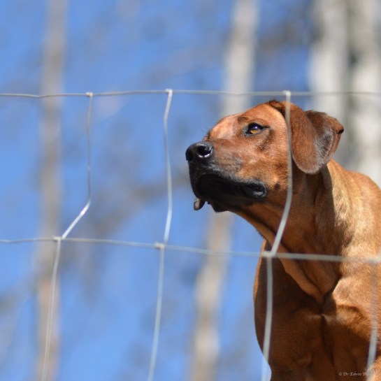 Megan surveying the Hornbydale Adventure Fencing competition entry
