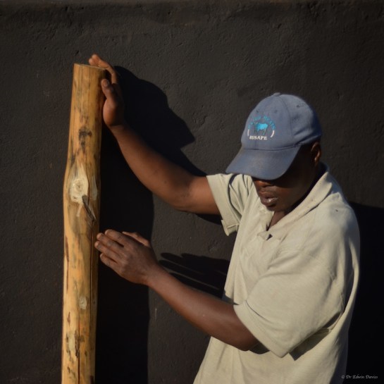 Didymus positioning poles