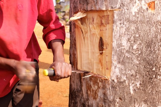Tree carving commences