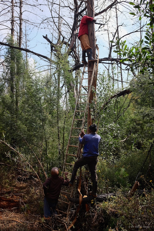 Rope as high as possible up the tree