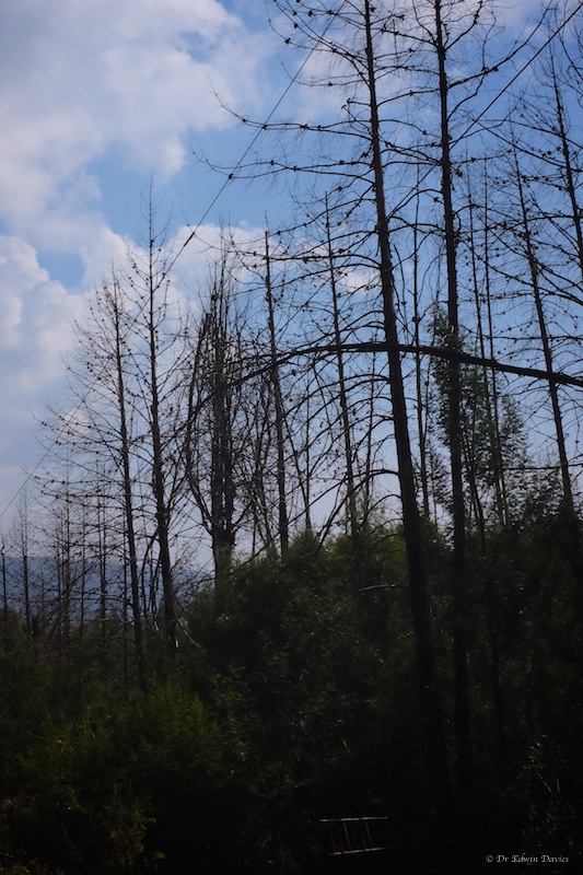 Trees and power lines in valley floor