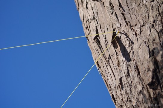 Sight lines where the rafters will join the tree