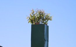 Tree House Number 2: The Roof Goes&nbsp;On