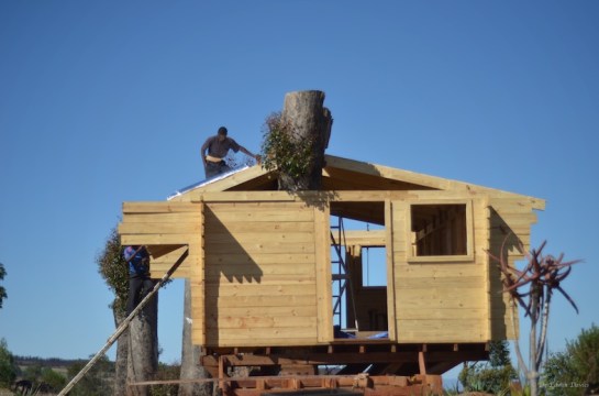 Yes that is a tree sticking out through the roof