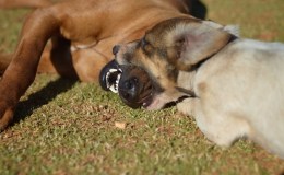 Tree House Number 2: The&nbsp;Porch