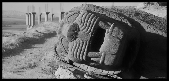 Eastern Highlander in Aleppo