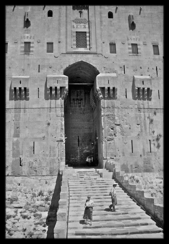 Eastern Highlander in Aleppo
