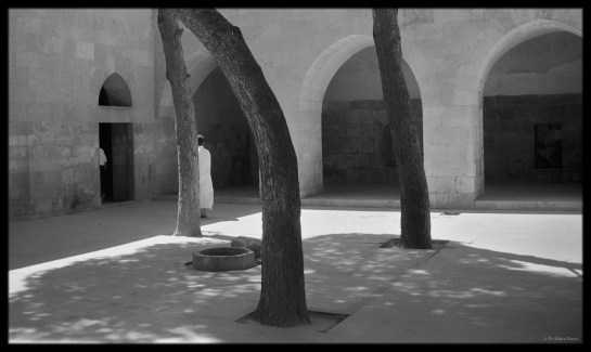 Eastern Highlander in Aleppo