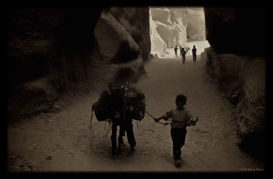 Eastern Highlander in Petra