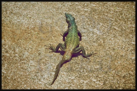 Eastern Highlander: Feeding the Lizards at Matopos 